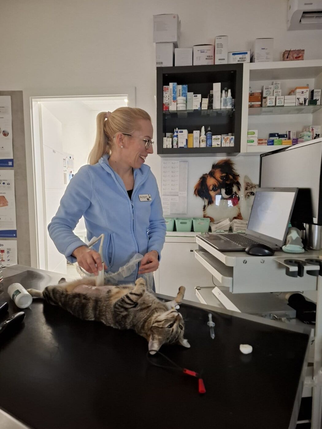 Oskrba mačke v ambulanti